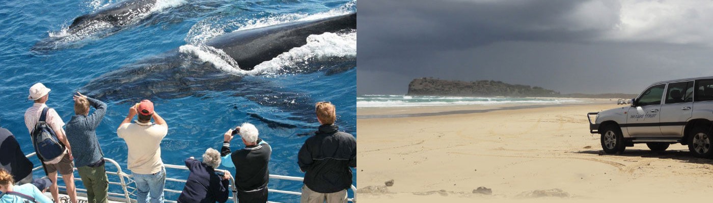 Fraser Island (K'gari) Explorer & Whales